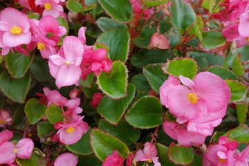 花壇に咲いたピンクのベゴニアの花