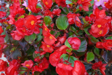 花壇に咲いた赤いベゴニアの花