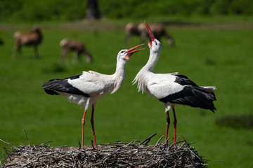 Storchenpaar bei der Balz