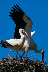 Wei&szlig;storchenpaar