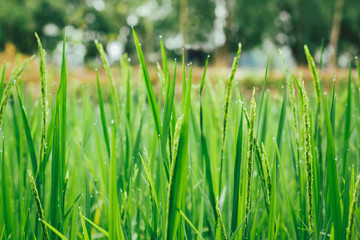 The green rice and the beautiful grain of rice in the morning with dew drops are illustrations of agricultural work.