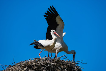 Weißstorchenpaar
