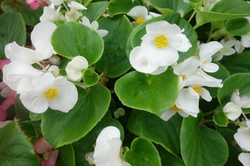 Obraz premium 花壇に咲いた白いベゴニアの花