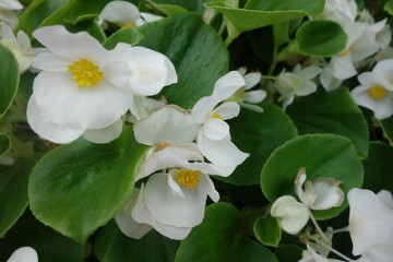 花壇に咲いた白いベゴニアの花
