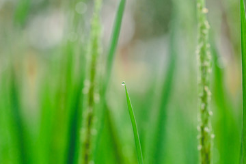 Fototapeta na wymiar The green rice and the beautiful grain of rice in the morning with dew drops are illustrations of agricultural work.