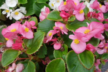 花壇に咲いたピンクのベゴニアの花