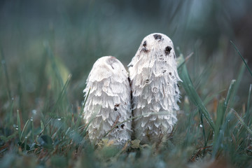 two small white asparagus mushrooms stand side by side on a green meadow