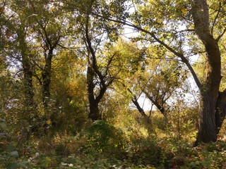 Stock video  Autumn on the river. The landscape becomes golden, orange and red