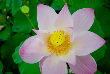 Beautiful lotus flower in blooming in pond at daytime, Summer flowers in Taiwan. The symbol of the Buddha, Thailand.