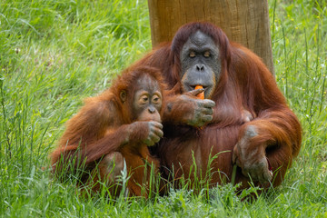 Orang Utan