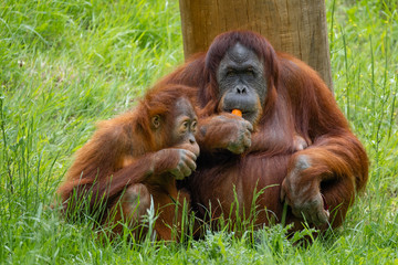 Orang Utan