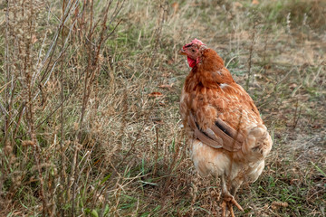 Beautiful chicken closeup outdoors on grass background. Concept poultry farm, chicken flu, farm, eggs.