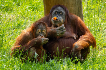 Orang Utan