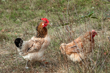 Beautiful chicken closeup outdoors on grass background. Concept poultry farm, chicken flu, farm, eggs.