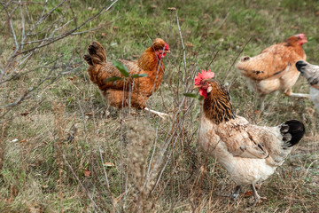 Beautiful chicken closeup outdoors on grass background. Concept poultry farm, chicken flu, farm, eggs.