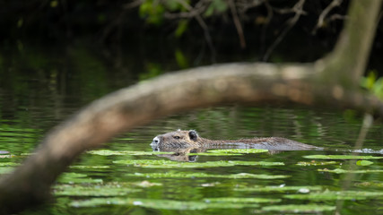 Nutria (Myocastor coypus)