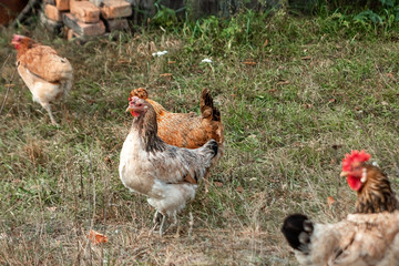 Beautiful chicken closeup outdoors on grass background. Concept poultry farm, chicken flu, farm, eggs.