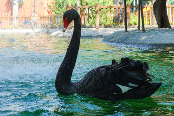 A black swan in Kugulu Park enjoys water - Ankara, Turkey