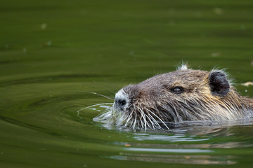 Nutria (Myocastor coypus)