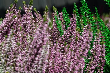 fiore erica multicolo