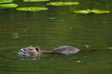 Nutria (Myocastor coypus)