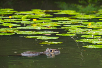 Nutria (Myocastor coypus)