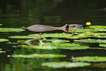 Nutria (Myocastor coypus)