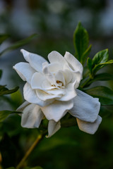 Gardenia Bloom Close Up