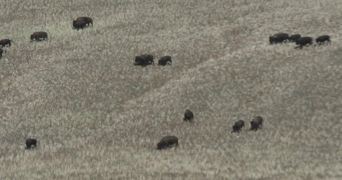 Mother Bison and calf runnung along a side hill
