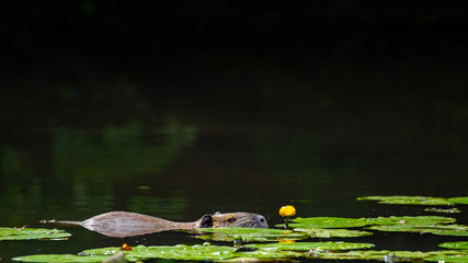 Nutria (Myocastor coypus)