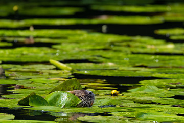 Nutria (Myocastor coypus)