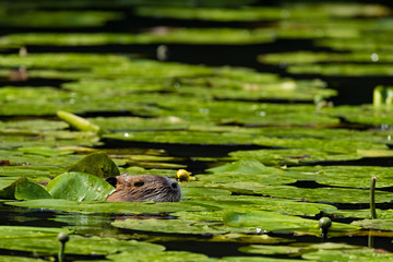 Nutria (Myocastor coypus)