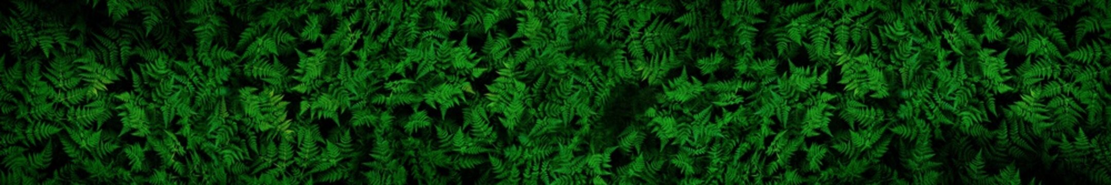 Very detailed and natural, lush, green ferns background