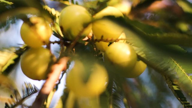 Zoom in shot of ripe lime amla or indian gooseberry hanging from a tree in the middle of lush green leaves at sunset