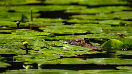 Nutria (Myocastor coypus)