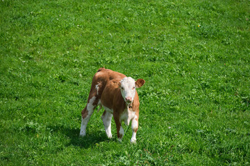 Naklejka na ściany i meble Red cow on a green alpine lawn. Cow smart look. 