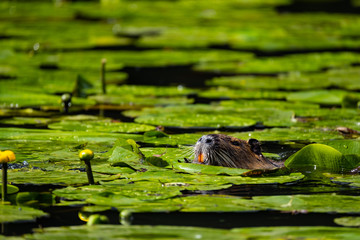 Nutria (Myocastor coypus)