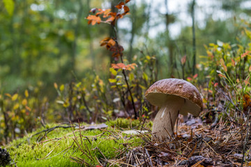 autumn white cep mushroom grow