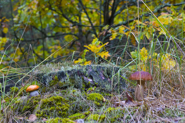 cep and boletus growing in forest