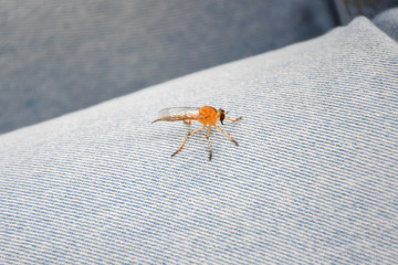 little dragonfly catching on blue jeans.