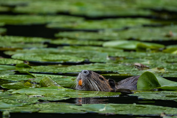 Nutria (Myocastor coypus)
