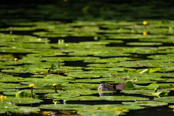 Nutria (Myocastor coypus)