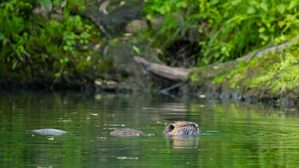 Nutria (Myocastor coypus)