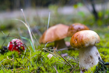 porcini mushrooms and fly agaric in moss
