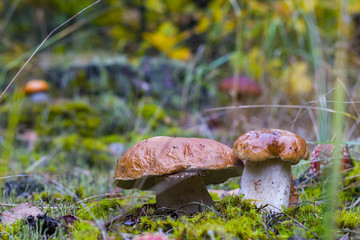 porcini mushrooms grow in wood meadow
