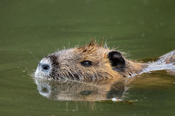 Nutria (Myocastor coypus)