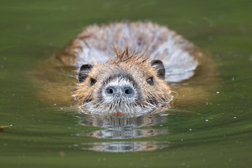 Nutria (Myocastor coypus)