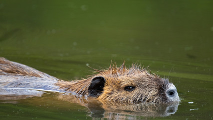 Nutria (Myocastor coypus)