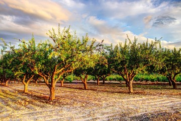Field almond trees in September at sunset