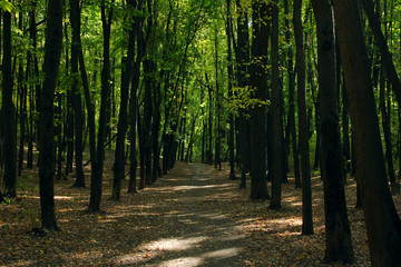 Obraz premium The road in the forest. Abstract nature background. Seasonal concept.